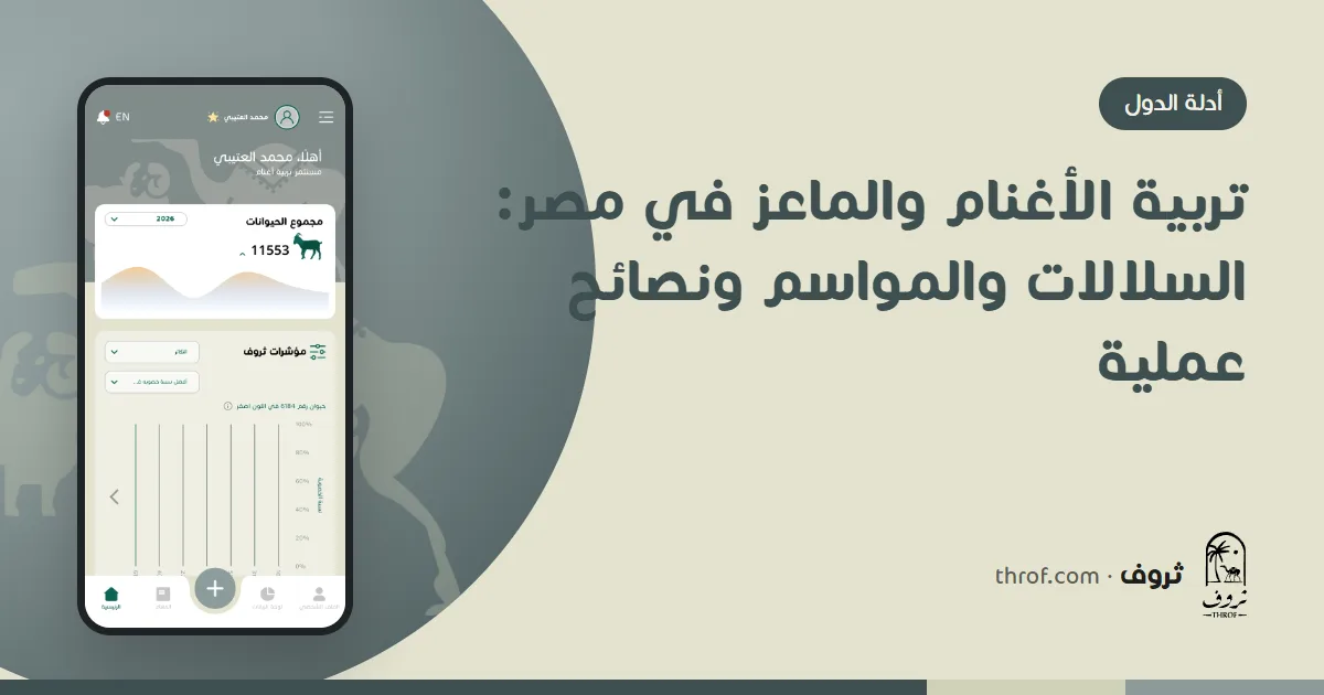 أغنام أوسيمي وماعز زرايبي بجانب مزرعة في دلتا النيل — تربية الأغنام والماعز في مصر — ثروف