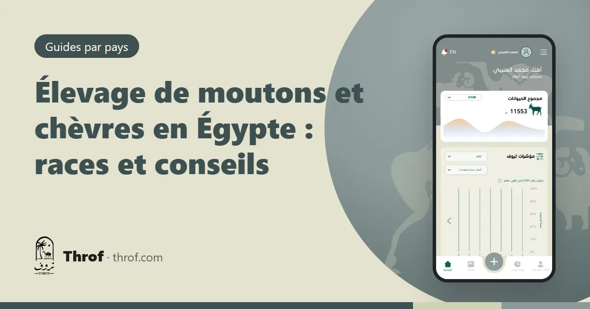 Moutons Ossimi et chèvres Zaraibi près d'une ferme du delta du Nil — Élevage de moutons et chèvres en Égypte — Throf