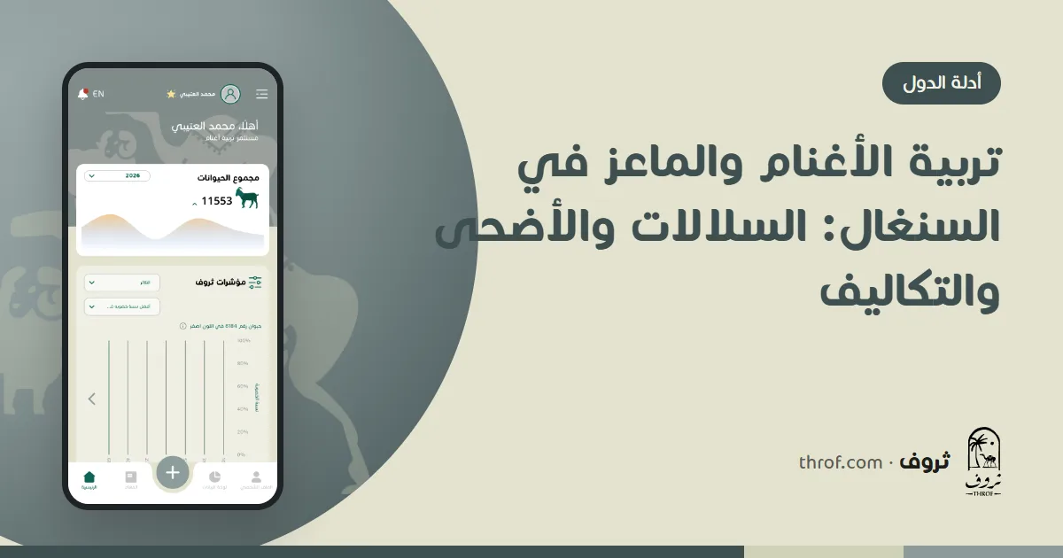 كباش لادوم وبول في حظيرة سنغالية قبل عيد الأضحى — ثروف