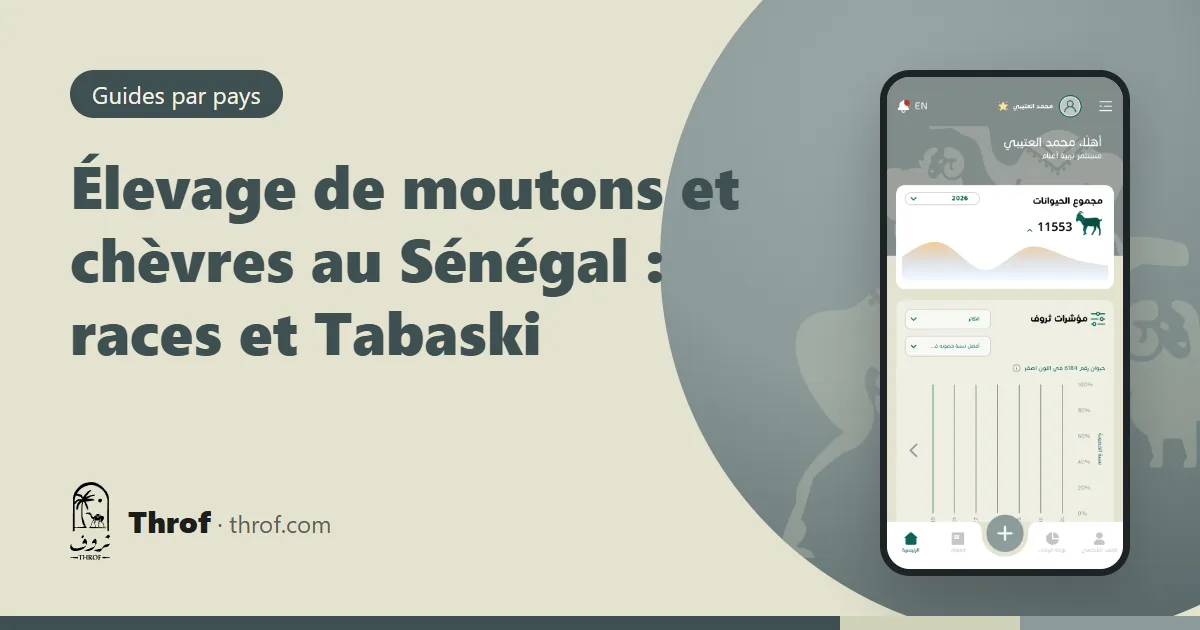 Béliers Ladoum et Peul-Peul dans une bergerie sénégalaise avant la Tabaski — Throf