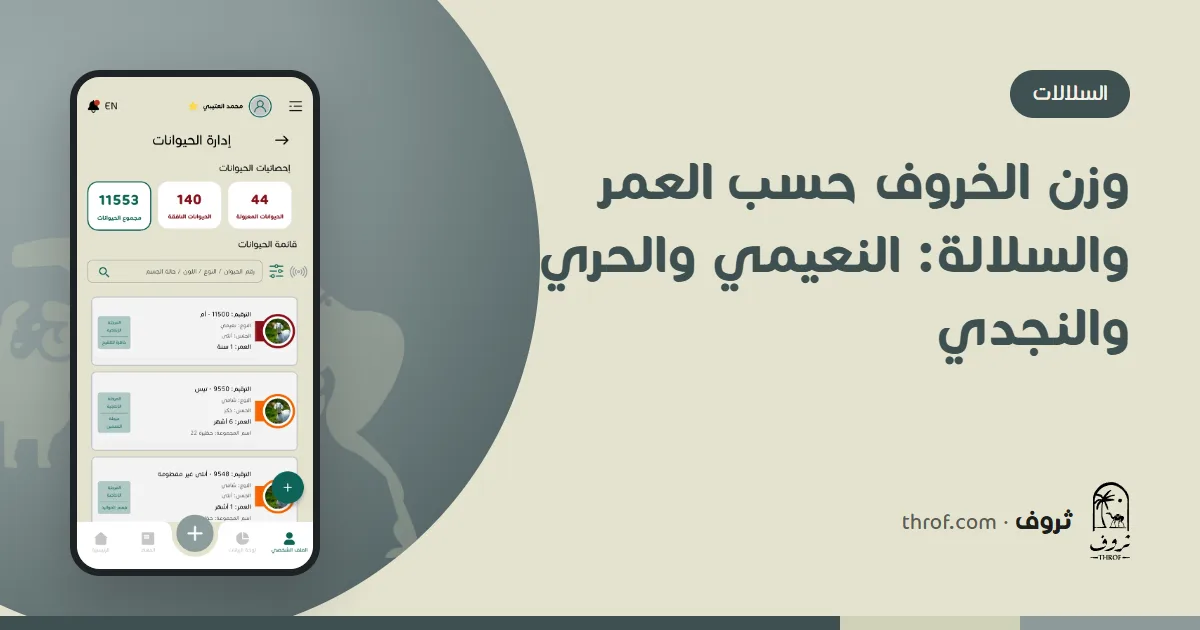 وزن الخروف حسب العمر والسلالة: خروف نعيمي على ميزان مع جدول أوزان على الجوال — ثروف