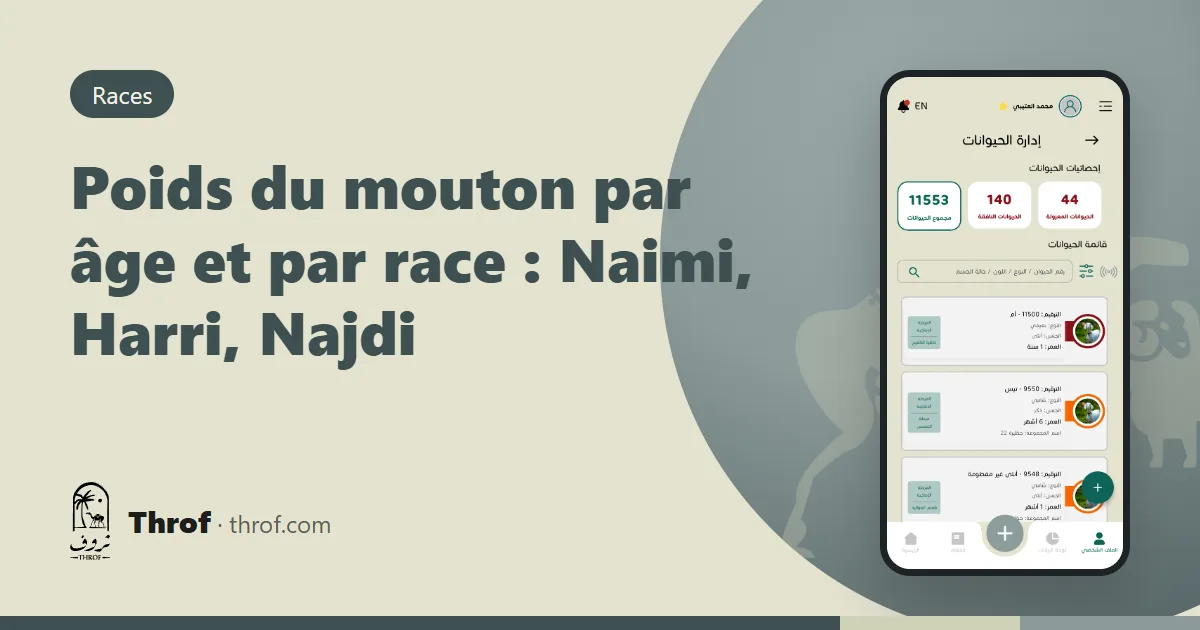 Poids du mouton par âge et par race : un bélier sur une balance avec un tableau de poids sur téléphone — Throf