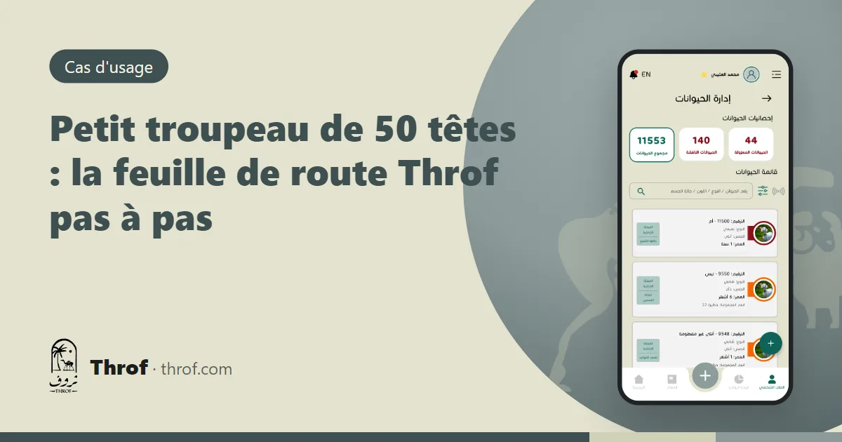 Petit troupeau de 50 têtes : un éleveur enregistre ses moutons et chèvres sur son téléphone près de la bergerie — Throf