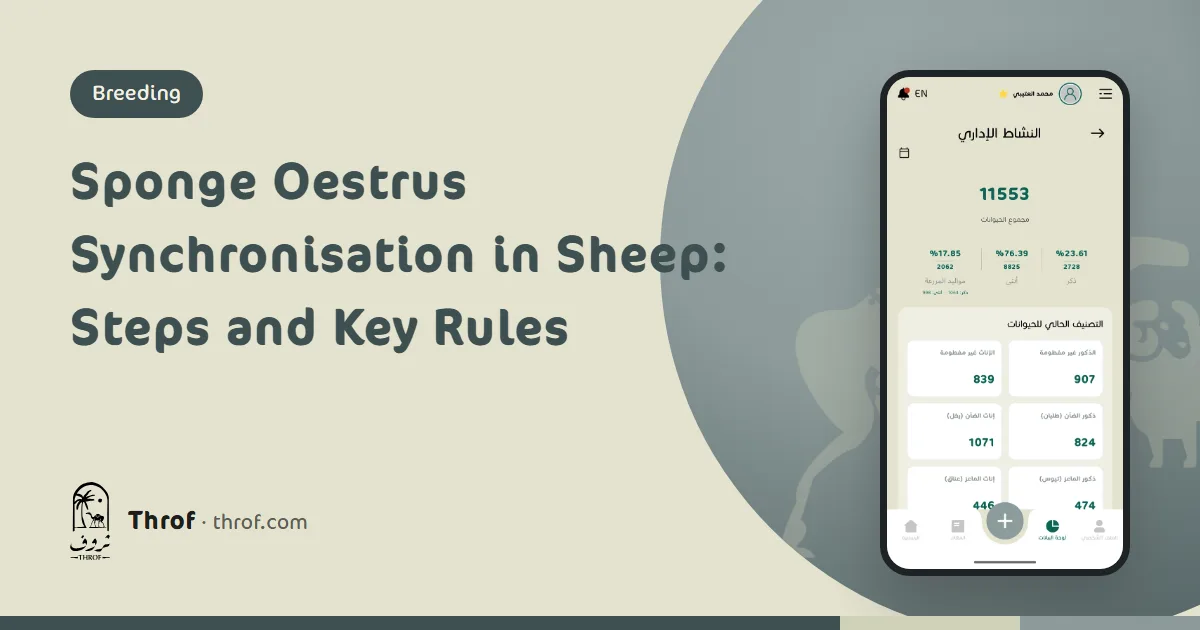 Group of ewes in a pen being prepared for sponge oestrus synchronisation — Throf
