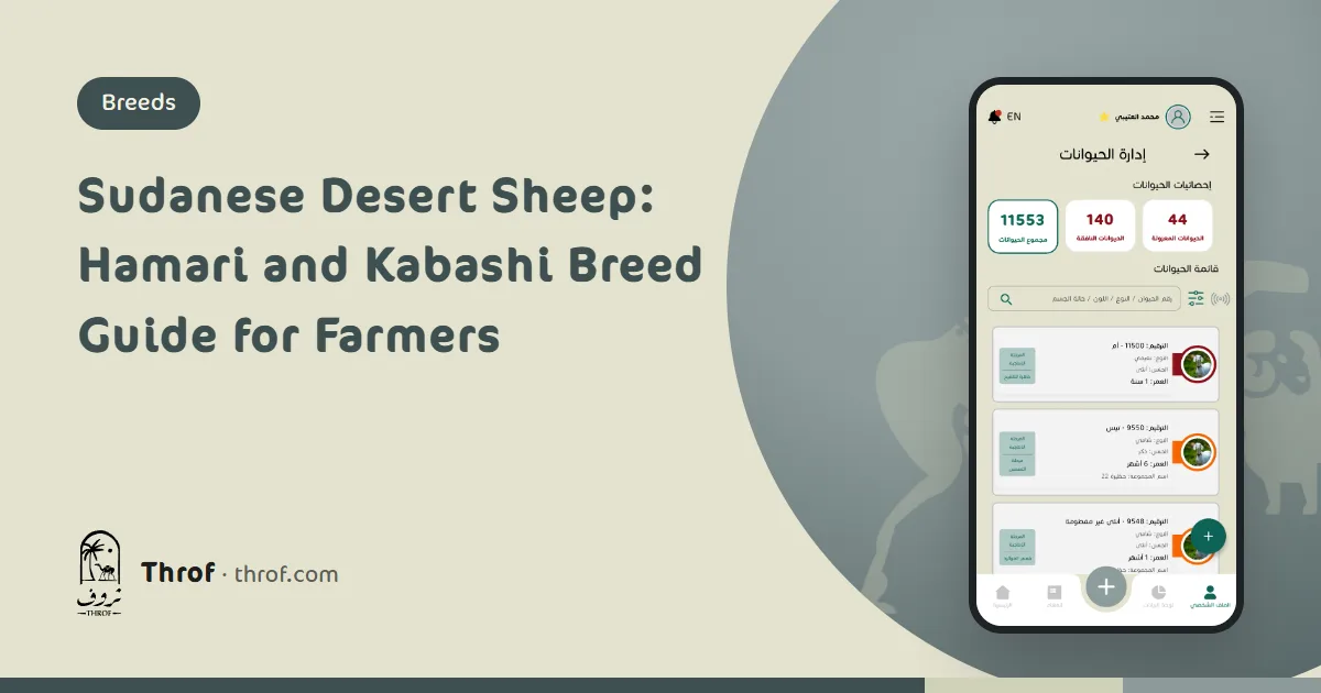 Sudanese desert sheep guide: tall, long-legged Hamari and Kabashi rams on sandy range — Throf