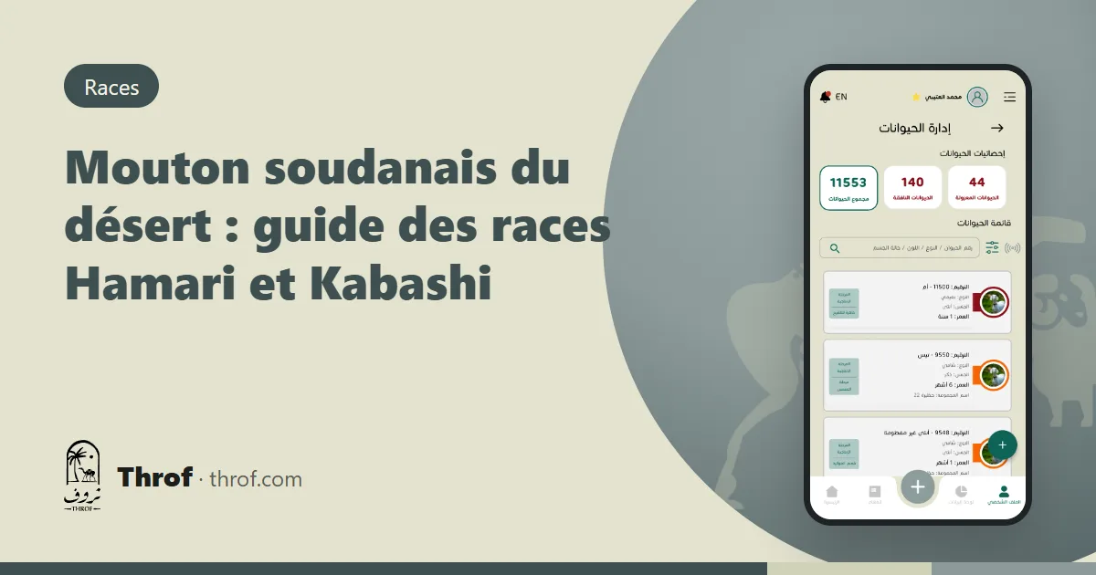 Guide du mouton soudanais du désert : béliers Hamari et Kabashi hauts sur pattes dans un parcours sableux — Throf
