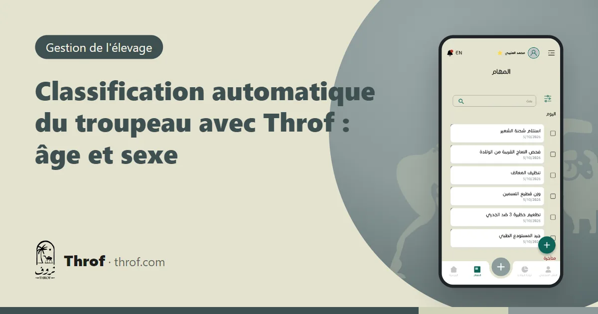 Classification automatique du troupeau avec Throf : moutons et chèvres classés par âge et sexe sur un téléphone près de la bergerie — Throf