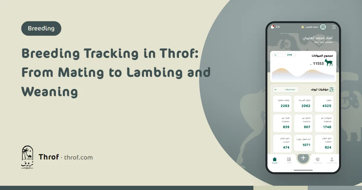 Breeding tracking in Throf: a breeder records ewe pregnancies and twin births on his phone in the pen — Throf