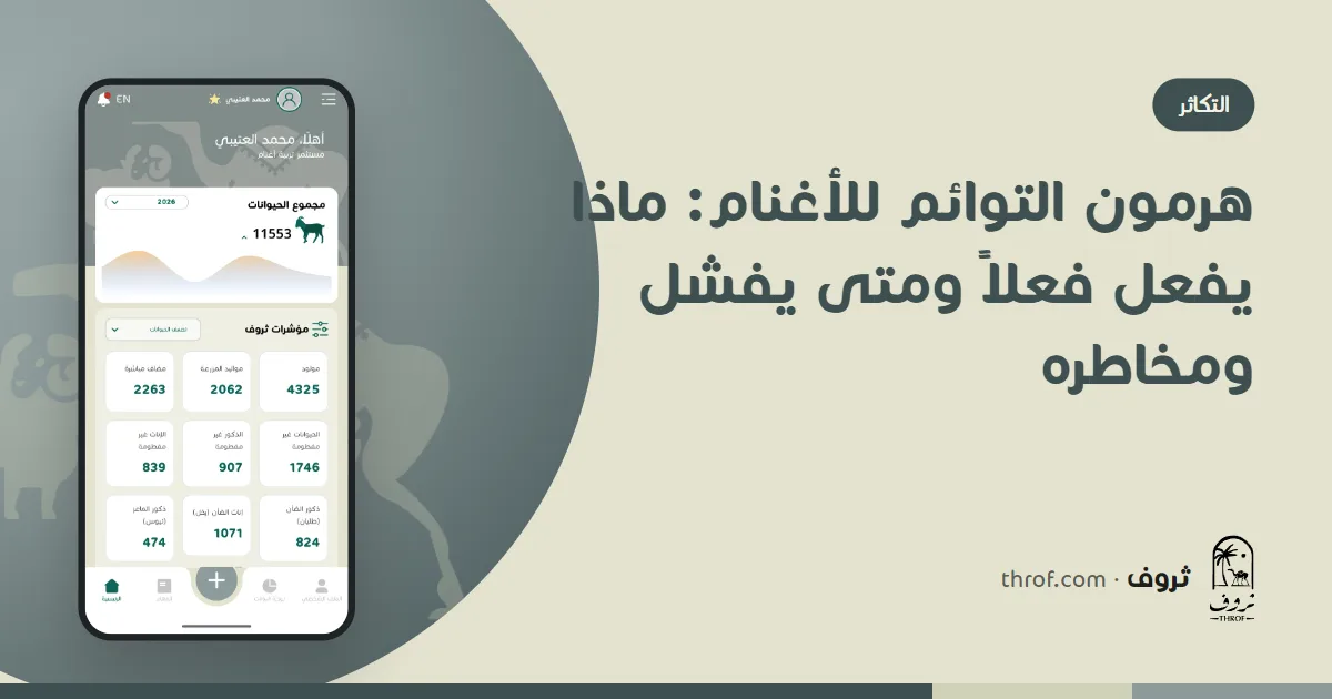 نعجة مع توأمين وطبيب بيطري يفحص القطيع — ثروف
