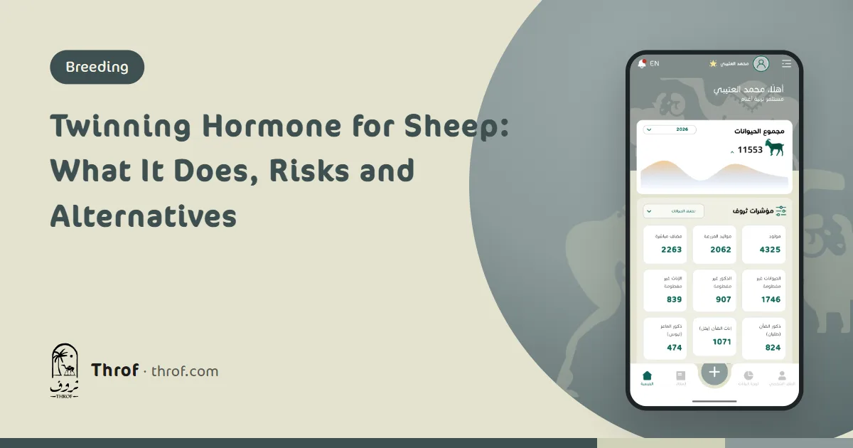 Ewe with twin lambs while a vet checks the flock — Throf