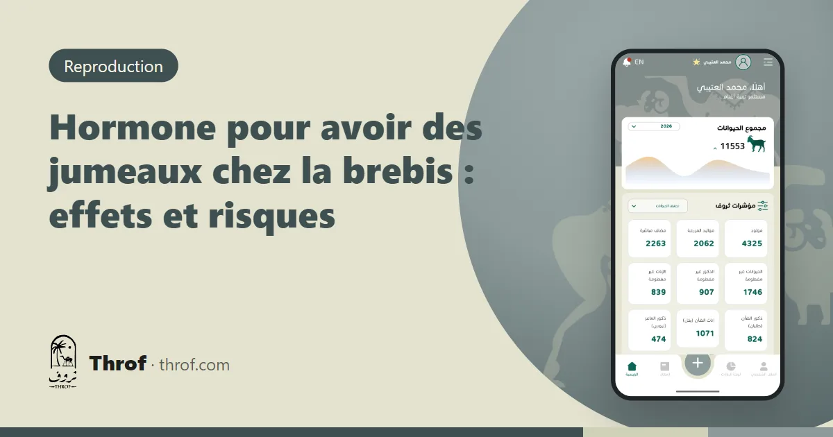 Brebis avec ses agneaux jumeaux pendant un contrôle vétérinaire du troupeau — Throf